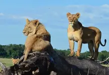 5-Day African Safari Tanzania Northern Circuit.webp