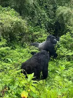 Can I see lake Buyonyi on 2 Days Budget Uganda gorilla trekking from Kigali.webp