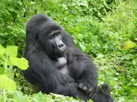 How to travel on 7 Days Rwanda safari tour.webp