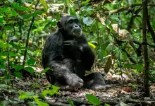 Cheap places to visit on budget Uganda safaris.webp