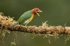 3 Days Bird watching safari in Lake Mburo national park.webp