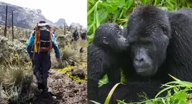 7 Days Kibale forest Rwenzori hike and Gorilla trekking.webp