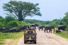 10 Days Dream Trip to Western Uganda safari parks (Western Circuit).webp