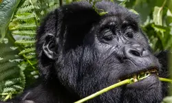 10 Days Gorilla tour Uganda.webp