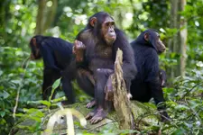 Chimpanzee tracking in Kalinzu forest resereve.webp