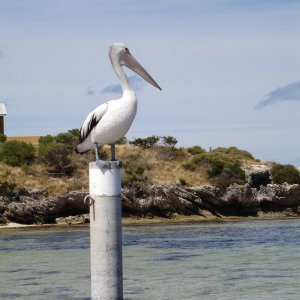 Pelican at Rottnest - Perth WA