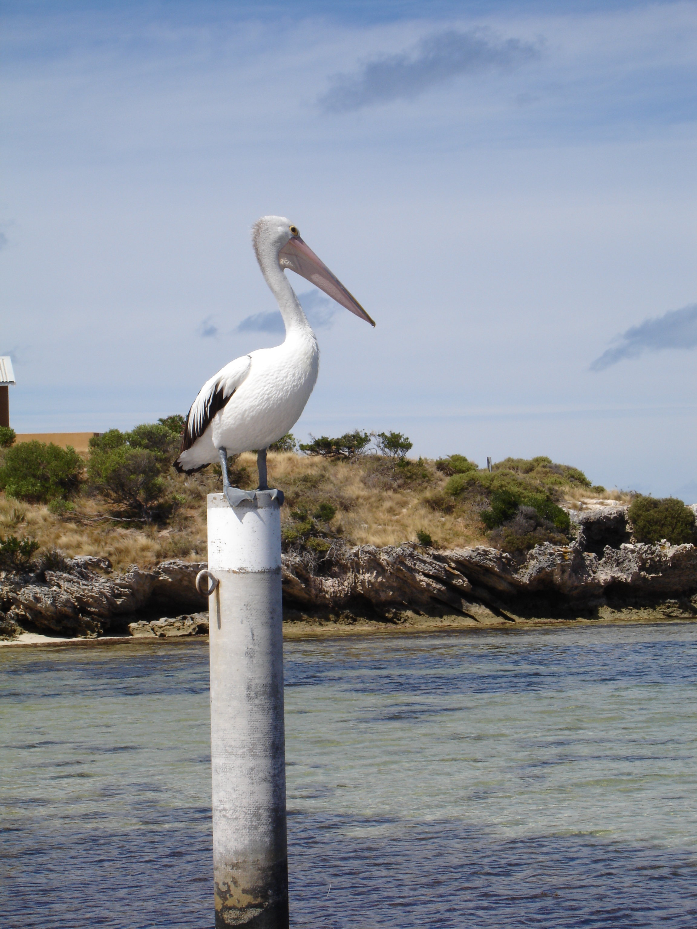 Pelican at Rottnest - Perth WA